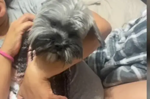 Lost Shih Tzu: Gray/White/Brown in Aurora