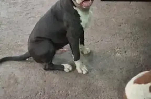 Perro Negro Juguetón Perdido e...