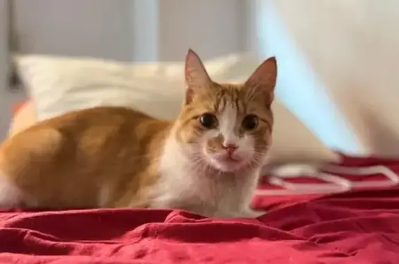 Búsqueda de mascotas, foto: Gato Perdido en Madrid: Jerónimo, 8 Meses