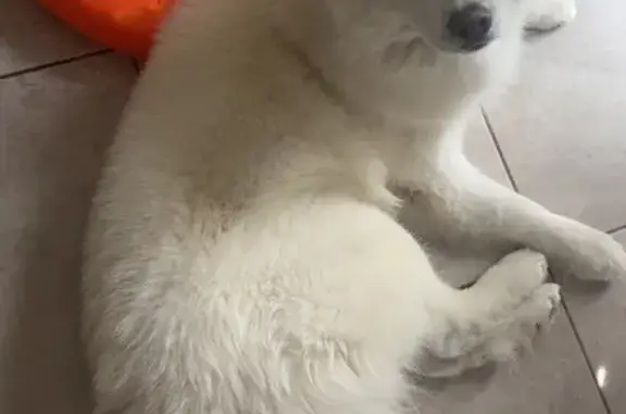 Chien perdu , photo : Husky blanc aux yeux vairons perdu à Piolenc
