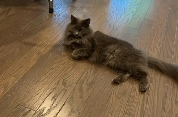 Lost Gray Cat: Long Hair, Braselton GA