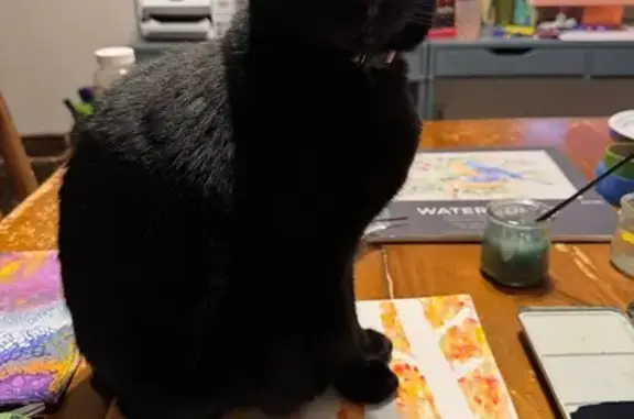 Lost Black Cat: Purple Star Collar