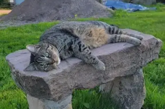 Chat perdu, , photo: Chat tigré perdu à Fougerolles-Saint-Valbert