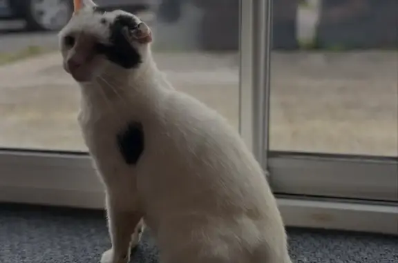 Animaux perdus , photo: Chat perdu: blanc/noir, oreille cassée, Normandie