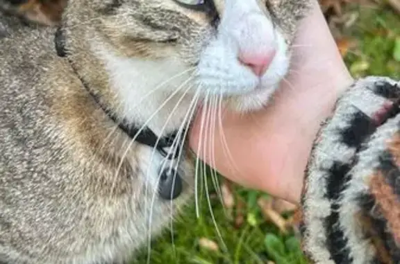 Jeune chatte européenne trouvée à Lamorlaye - photo