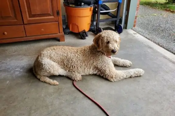 Missing dog Everett, photo: Help Find Daisy: Lost Poodle in Everett