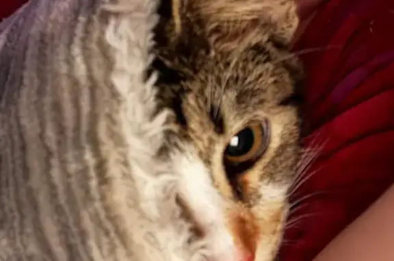 Found cat Albuquerque, photo: Found Calico Kitten: Golf Course Rd NW