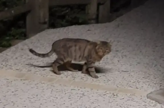 Chat tigré âgé errant à Nantes - photo