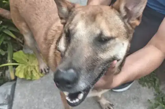 Perro encontrado , foto: Perro Café con Lunares Encontrado en Ara 3