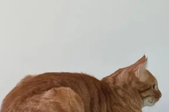 Animaux perdus Écully, photo: Chat roux perdu, yeux verts, Écully