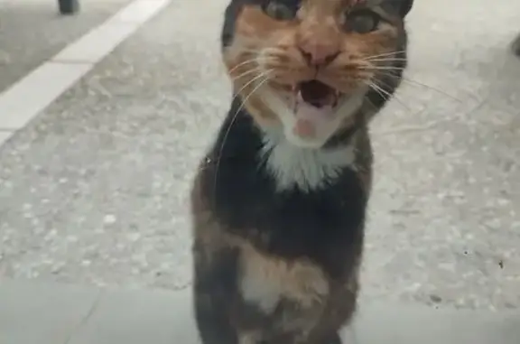 Chat trouvé Nouvelle-Aquitaine, photo: Chat écaille de tortue trouvé à Casteide-Cami