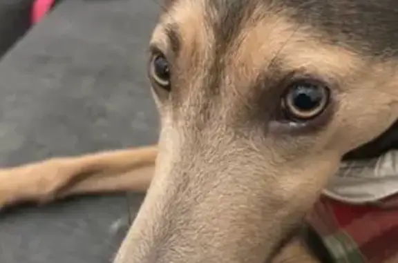 Perra Podenco Marrón y Negro Perdida en Istán