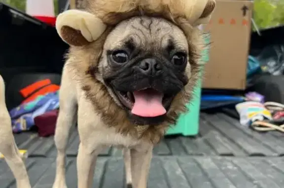 Lost Petite Pug: Somers Crest, San Antonio