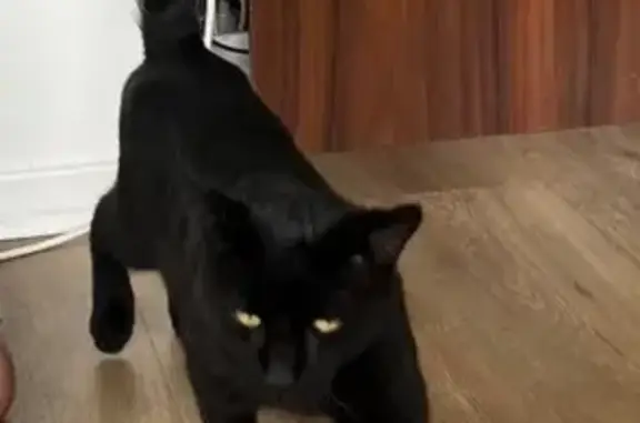 Lost Black Cat: Injured & Shy, Newcastle