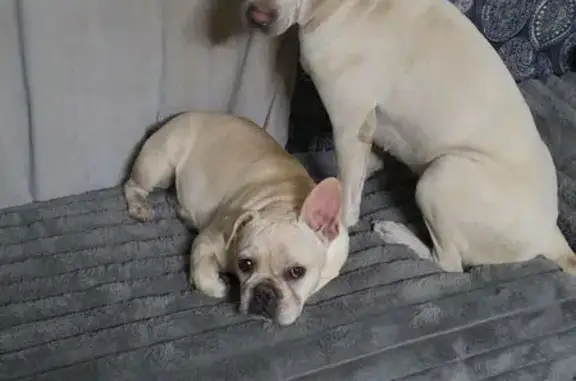Lost Dogs: White Sharpei & Tan Frenchie