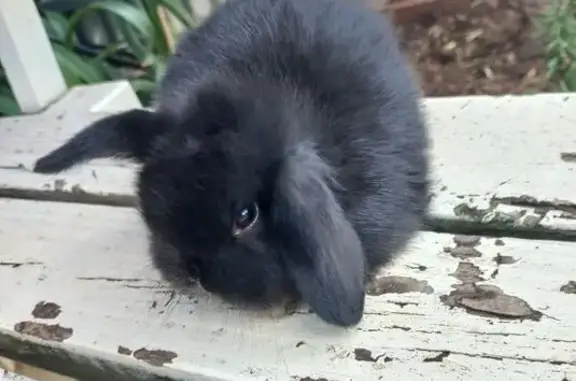 Lost: 9-Week Black Dwarf Lop R...
