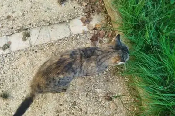 Animaux trouvés , photo: Chat tigré amical trouvé à Saint-Claud