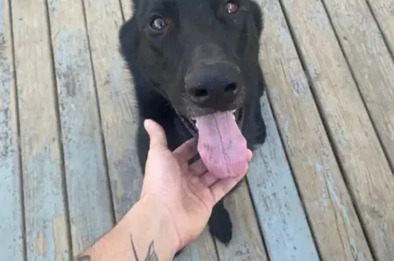 Lost Black Dog: Friendly, White Chest Spot