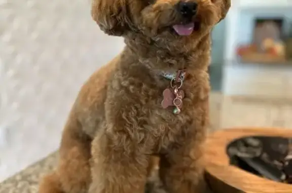 Friendly Lost Dog in St. Cloud, FL