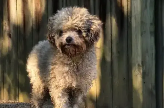 Found pets Tennessee Ridge, photo: Friendly Puppy Found on Macon Hall Rd, TN