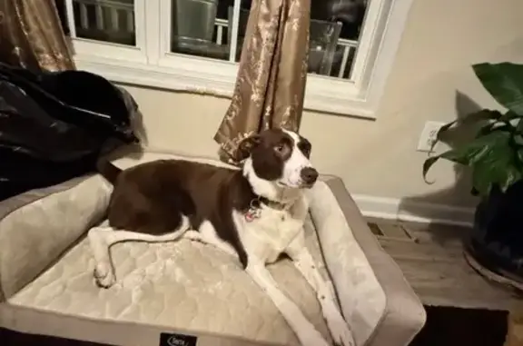 Lost Dog: Hazel Eyes & Floppy Ear