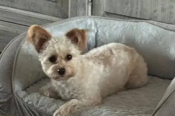 Lost Dog: Tan with Tufted Ears in Chandler