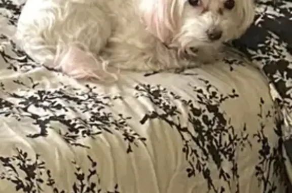 Lost White Maltese: Pink Ears & Tail