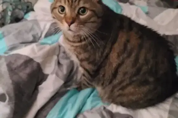 Lost Fuzzy Cat with Seizures - Charleston