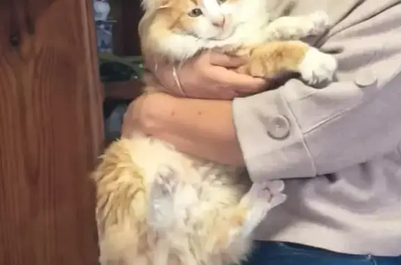 ¡Ayuda! Gato Naranja Perdido en Querétaro