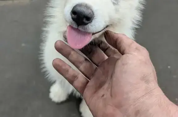 Found dog Delaware City, photo: Found: Friendly White Dog, Gov. Stockley Rd