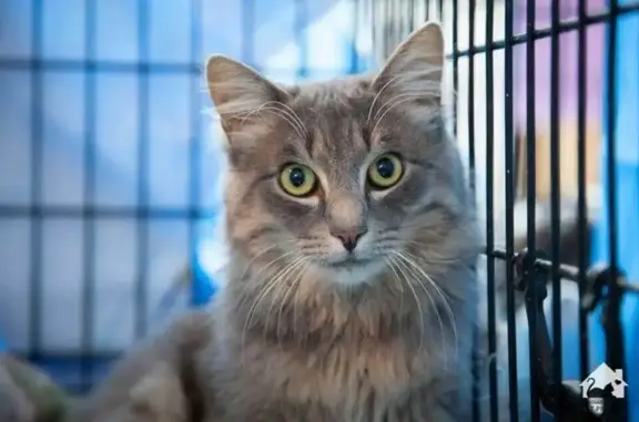 Lost Maine Coon Mix: Roary in South Hadley