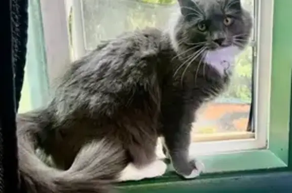 Lost Gray Cat: White Boots, No Collar