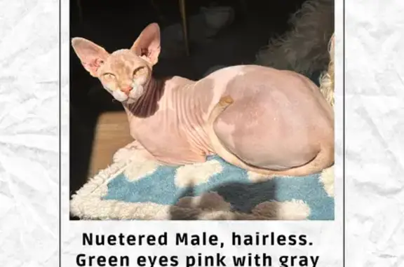 Lost Hairless Cat on Thompson Ave, KC