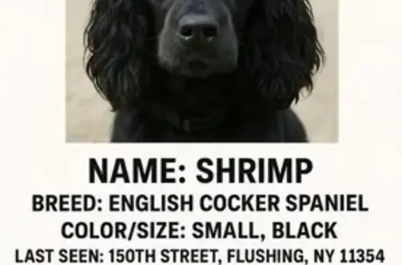 Lost Black Cocker Spaniel on Bayside Ave