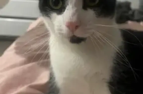 Lost Timid Black & White Cat in Howell