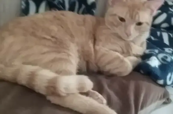 Chat roux 3 ans perdu à Saint-Ouen-l'Aumône - photo
