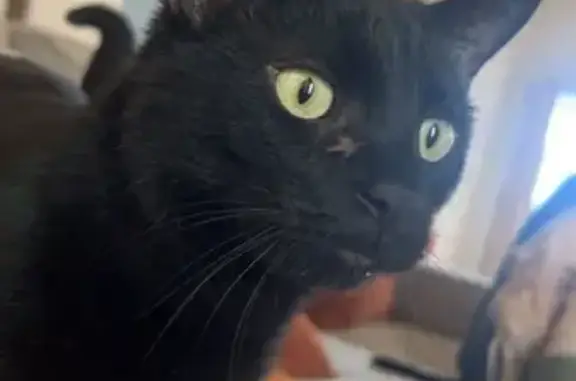 Missing cat Aztec, photo: Lost Cat: Friendly Coal with 'X' Scar