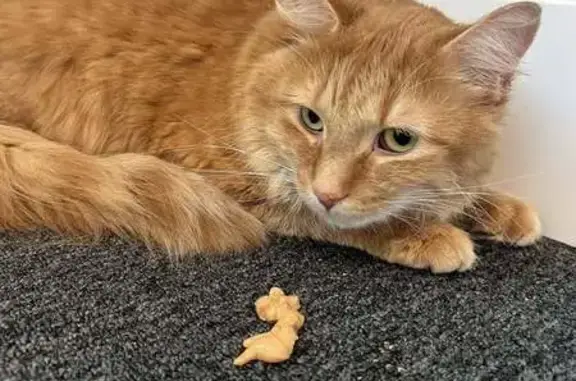Found cat Grand Rapids, photo: Friendly Fluffy Cat Found on Fuller Ave