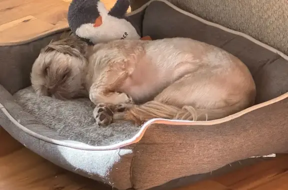Missing dog Windsor, photo: Lost Shih Tzu: Light Brown, Skittish, Windsor