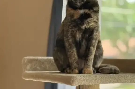 Lost Cat: Unique Paws, West Eden Place