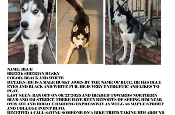 Lost Husky 'Blue' on Astoria Blvd
