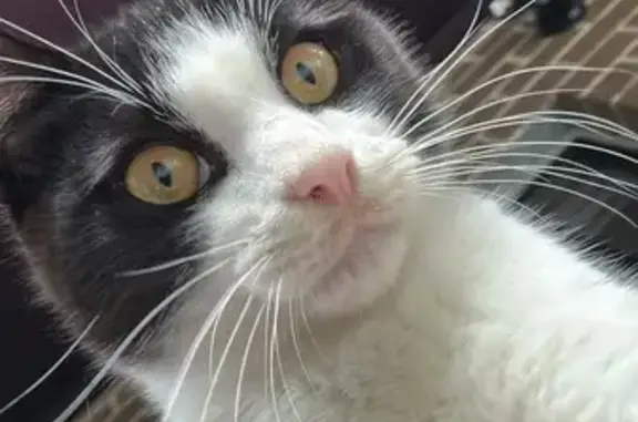 Lost and found pets Australia, photo: Lost Black & White Kitten in Liverpool