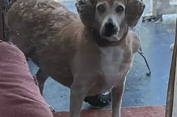 Missing dog , photo: Lost Dog Hunter: Brown & White, Englewood