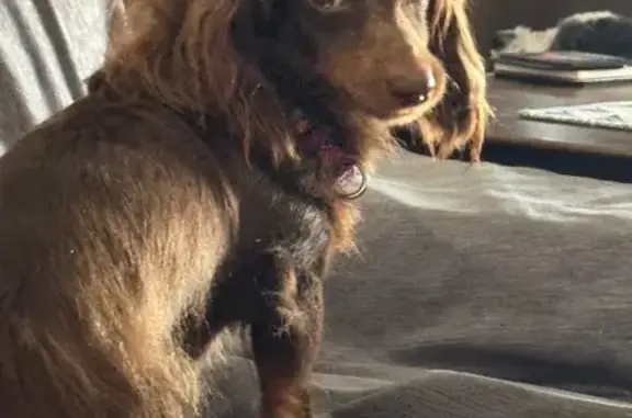 Help Find Olive: Lost Mini Doxie
