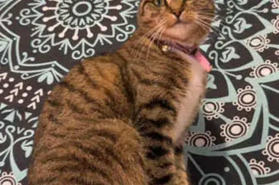 Friendly Tricolor Cat Lost in Hume City