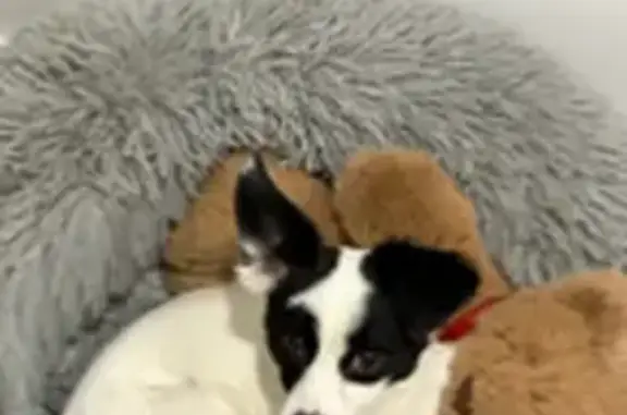 Lost Dog: Black Eyes, Spot on Back - Wagga
