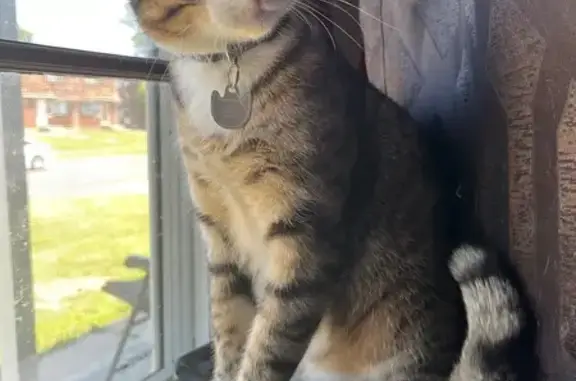 Lost Tabby Cat: South Edwards Ave, Wichita