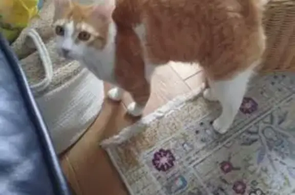 Chat roux et blanc perdu à Nantes - photo