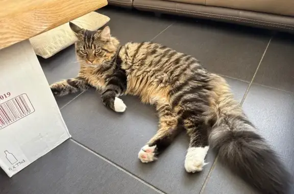 Chat perdu : grand, chaussettes blanches, Toulouse - photo