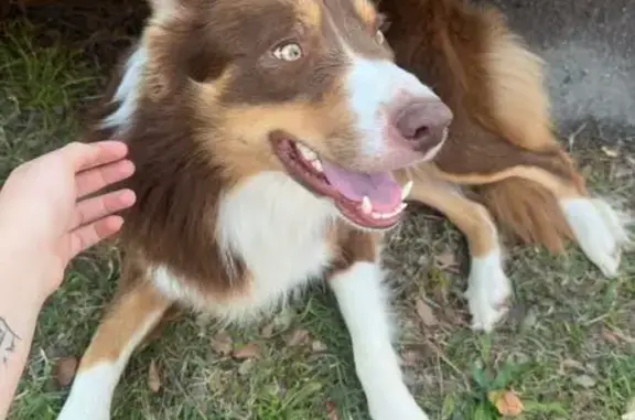 Animaux trouvés Meschers-sur-Gironde, photo: Chien mâle croisé trouvé, clinique Meschers